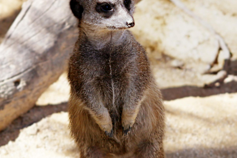 Benidorm: Aqualandia Entry w/Optional Mundomar Combo Ticket Benidorm: Aqualandia and Mundomar 2-Day Combo Ticket