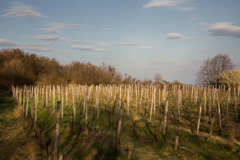 Bratislava: Vineyard Walk and Wine Picnic with Winemaker