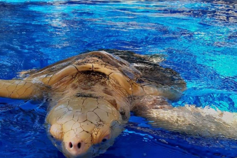 Salvador: Dagsutflykt till Praia do Forte och Guarajuba