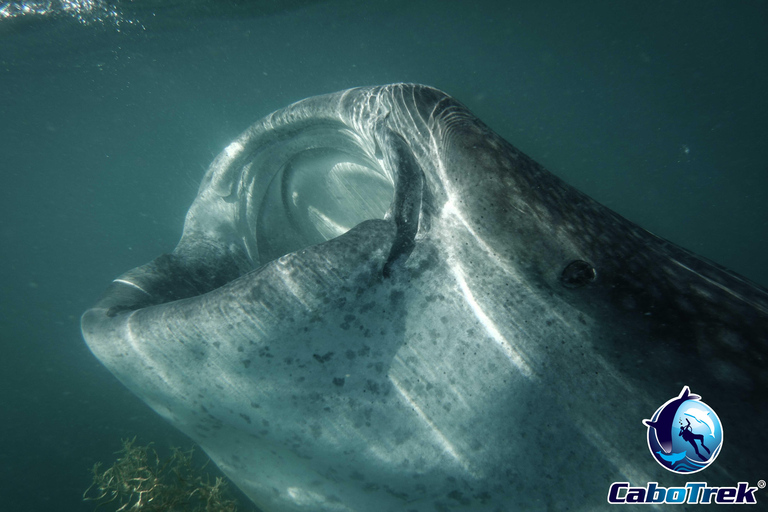 Whale Shark Experience