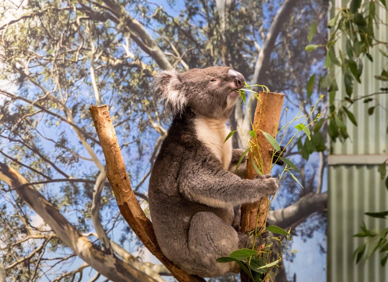 Sydney: Blue Mountains Scenic World, dyrepark og frokost