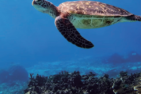 Puerto Rico: Cueva del Indio, Waterfalls, & Beach Tour