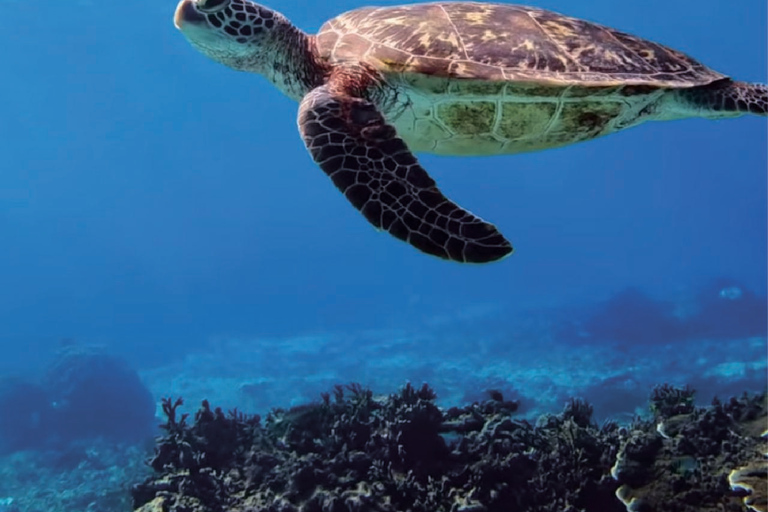 Puerto Rico: Cueva del Indio, Waterfalls, & Beach Tour