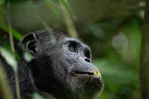 2 DIAS DE RASTREAMENTO DE CHIMPANZÉS NO PARQUE FLORESTAL DE NYUNGWE