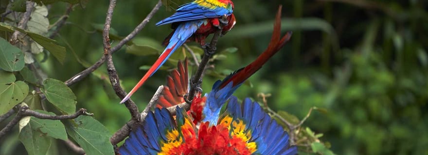 Zone culturelle Amazonas Manu 4 jours / 3 nuits