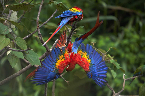 From Cusco: Manu National Park 3, 4, or 5-Day Tour