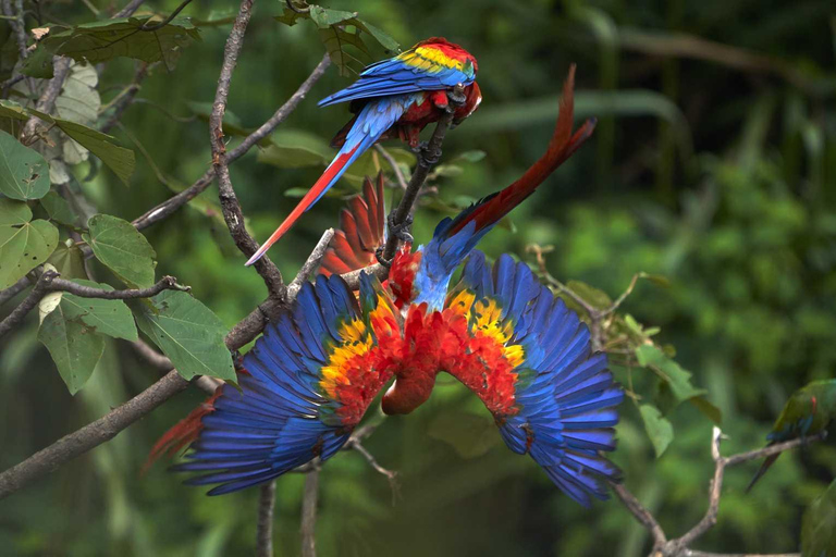 From Cusco: Manu National Park 3, 4, or 5-Day Tour