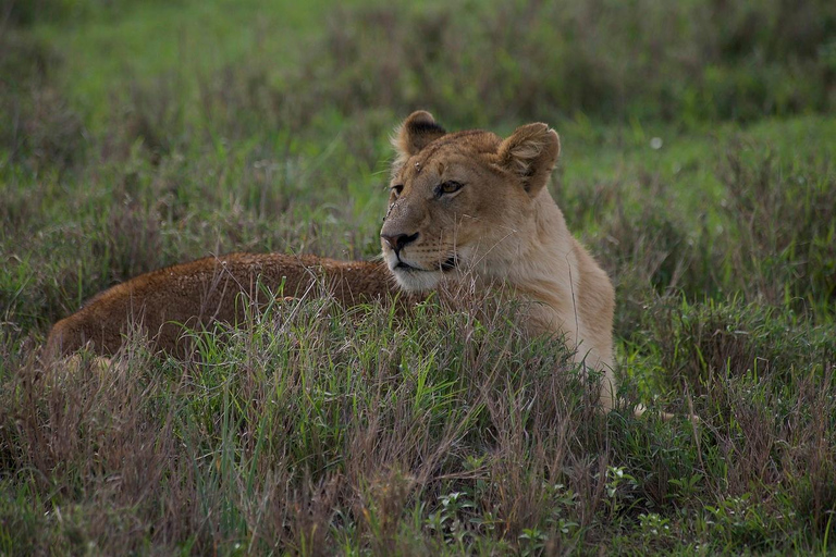 Safaris de 3 DÍAS con elefantes en Tarangire y el cráter del NgorongoroSafaris de 3 días con elefantes en Tarangire y el cráter del Ngorongoro