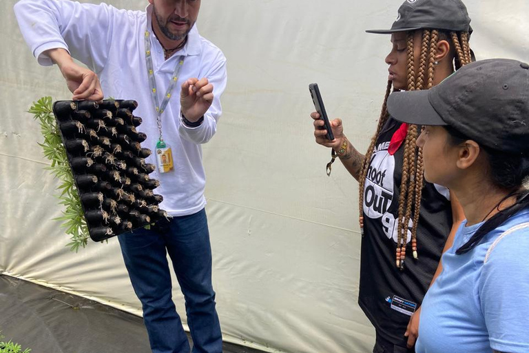 Private Medellín Cannabis Culture Tour with Lunch & Tasting