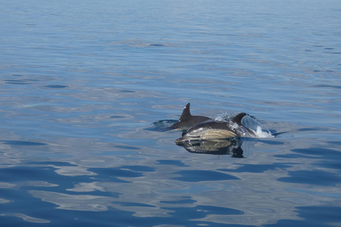 Delfinbeobachtung im Arrábida Naturpark