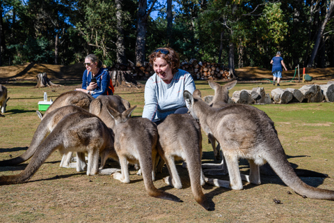Tasmania: Tasmanian Devil Unzoo General Admission Ticket