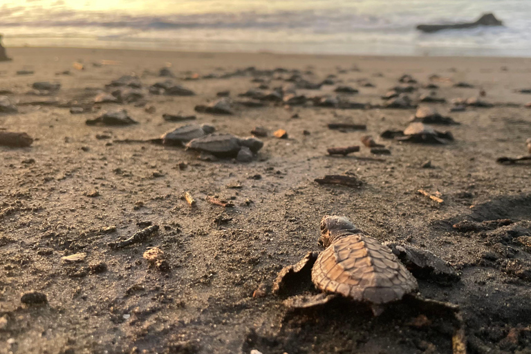 Isla Cañas: Newborn Turtle Release Tour with Breakfast