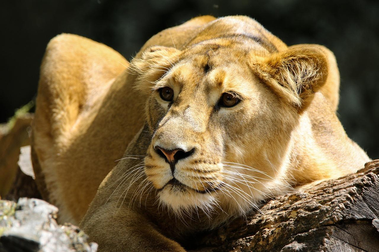 Dar es Salaam: 3 dagars Mikumi Safari &amp; Vattenfall &amp; Jeep med öppet tak