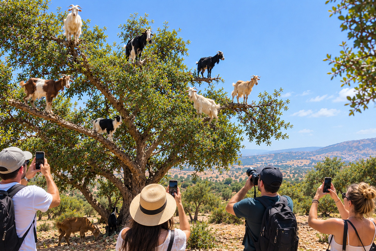 Agadir Tour: Cable Car, Crocoparc & Tree-Climbing Goats From Agadir Cable Car, Crocoparc & Tree-Climbing Goats