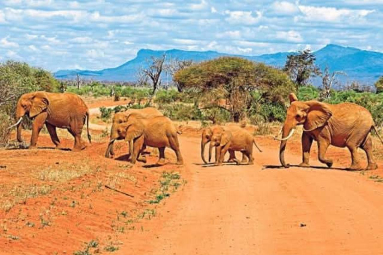 Diani/Mombasa: 2 Days to Tsavo East & Tsavo West with meals