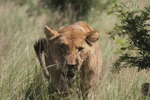 Kruger nationalpark heldagssafari