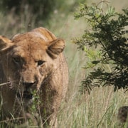 Kruger National Park Full-Day Safari