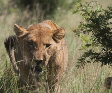 Kruger National Park Full-Day Safari