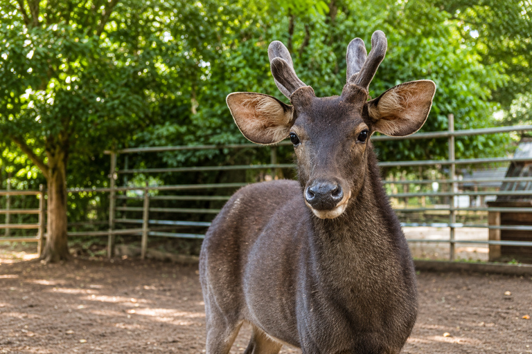 From Kuala Lumpur: Zoo Melaka & Heritage Photo Stops Tour Zoo Melaka & Heritage Photo Stops Tour (Shared)