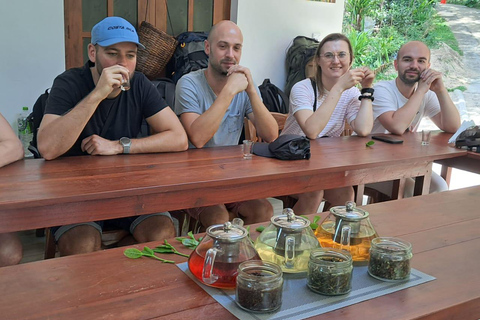 Ella: Organic Tea Plantation Tour with Tea Making & Tasting