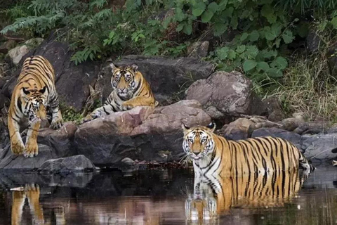 2-Day Wildlife Safari and Tour of Jim Corbett National Park All Inclusive Tour