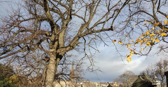 Edinburgh&#39;s Dark Stories: Small-Group Walking Tour in French