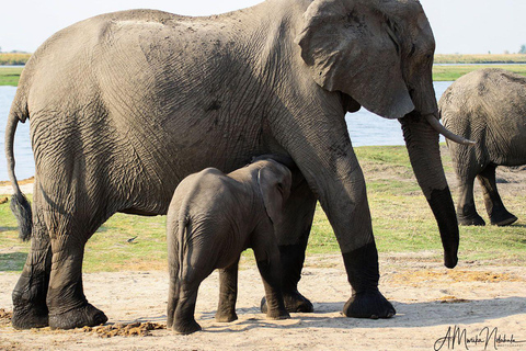 Livingstone: Chobe National Park Day Trip with Lunch