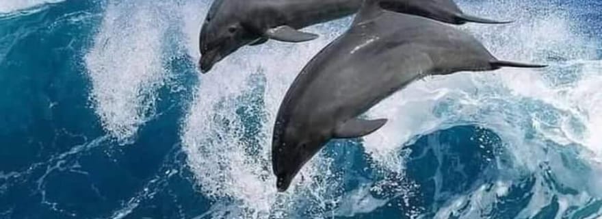 AU DÉPART DE KENDWA : Snorkeling à Mnemba et excursion avec les dauphins