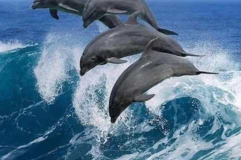 Zanzibar: Mnemba snorkelling and dolphin tour With Hotel Pickup from all Kendwa and Nungwi hotels