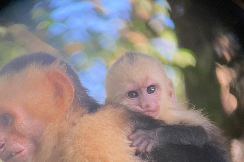 Manuel Antonio Park: Geführter Rundgang mit einem NaturalistenPrivate Tour