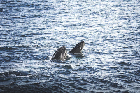 Whale Watching from Akureyri - Small Group Tour (Hjalteyri)