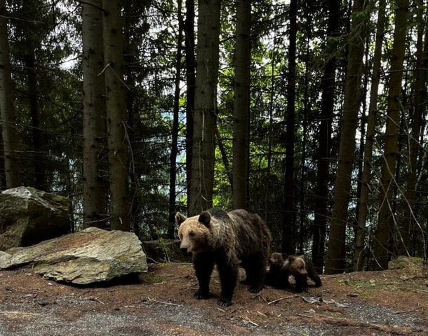 From Bucharest: Private Dracula Castle & Bear Sanctuary