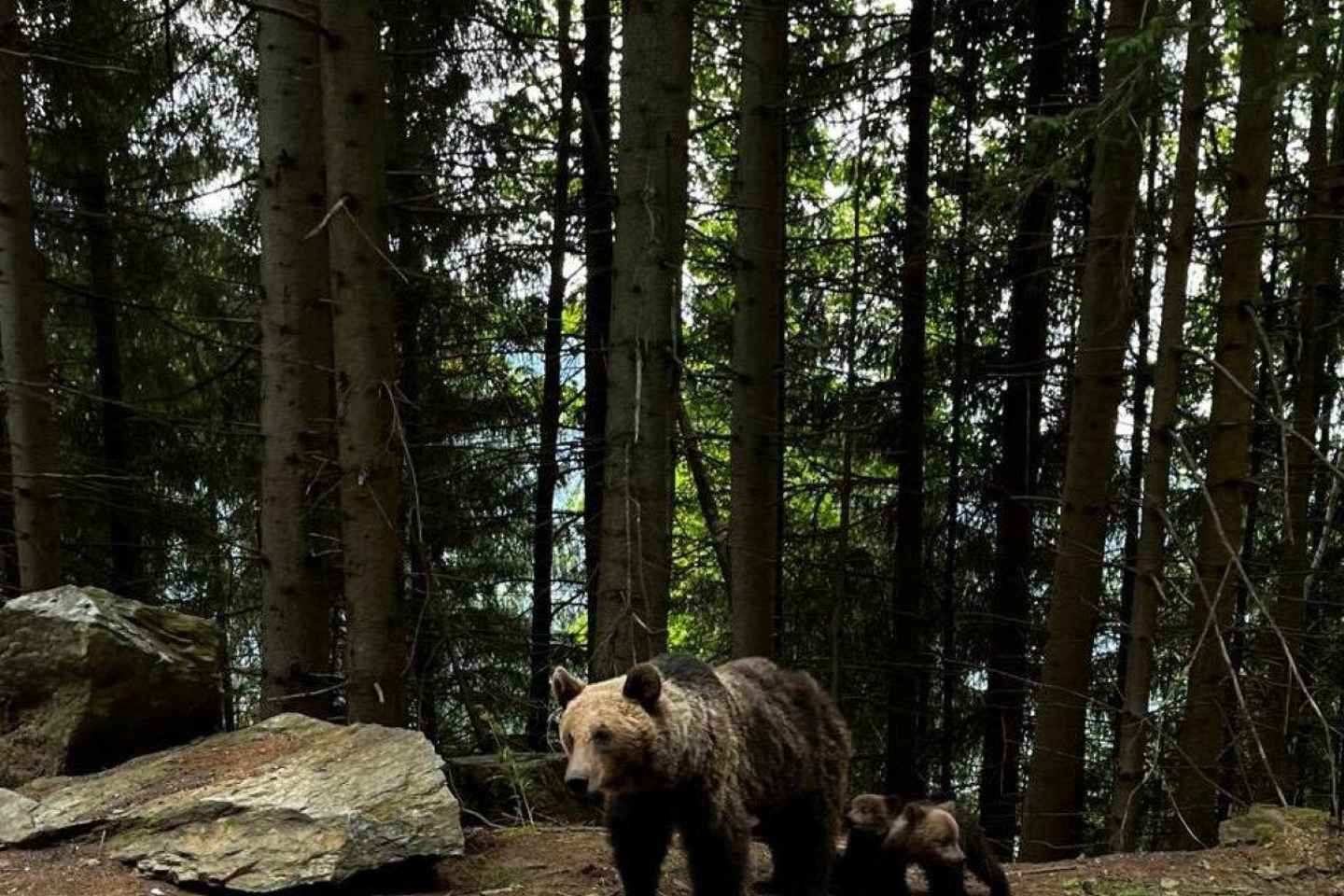Château de Dracula et Refuge d'Ours : Aventure Unique