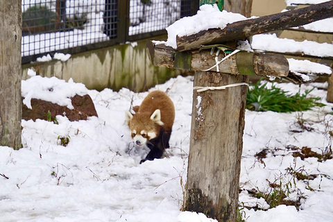 Hokkaido: Zoo Asahiyama, Biei i wycieczka po tarasie Ningle7:45 Spotkanie na parkingu dla autobusów przy północnym wyjściu ze stacji JR Sapporo