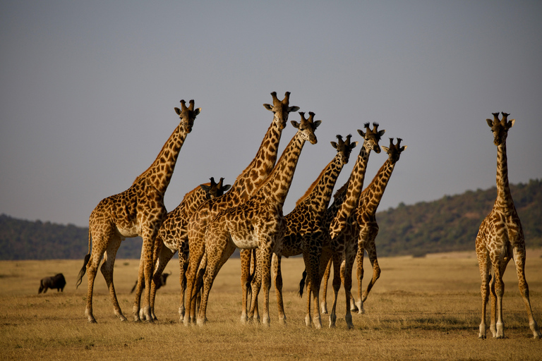 Excursion d'une journée dans le cratère du Ngorongoro