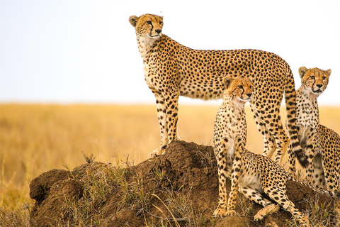 6 Days Tanzania Luxury Safari