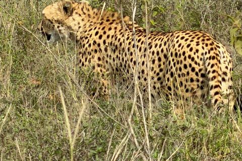 Nairobi National Park: Early Morning or afternoon adventure Early morning game drive in a Landcruiser JEEP