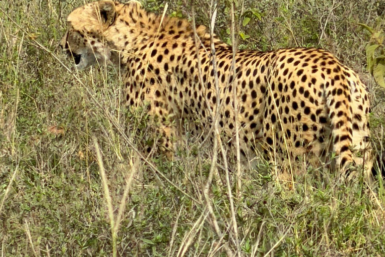 Nairobi National Park: Early Morning or afternoon adventure Early morning game drive in a Landcruiser JEEP