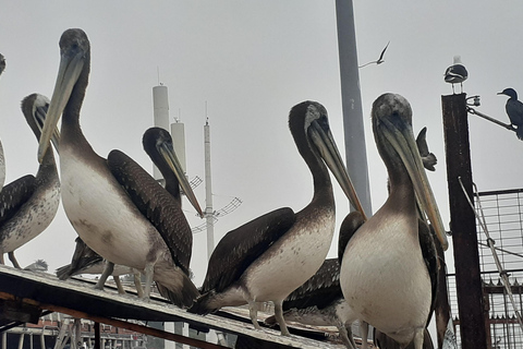 比尼亚德尔马、雷尼亚卡和康康之旅