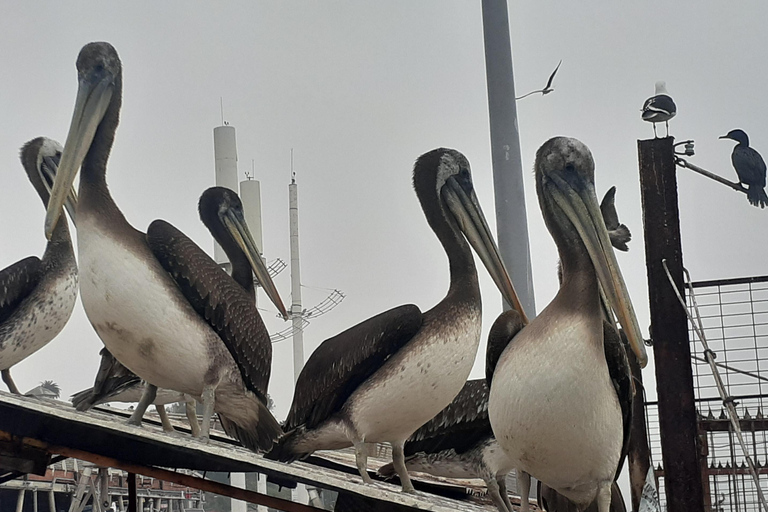 比尼亚德尔马、雷尼亚卡和康康之旅