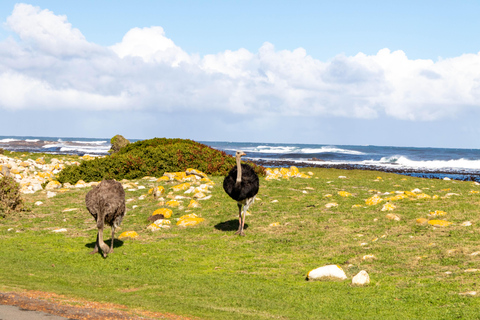 Kaap Schiereiland: Hele dag privé tour