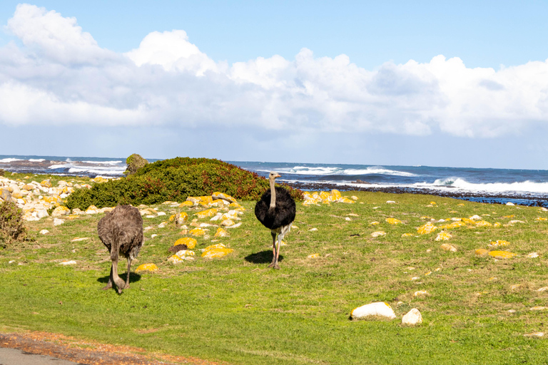 Kaap Schiereiland: Hele dag privé tour