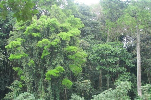 Kakamega Forest: Butterfly Walk with Naturalist Guide