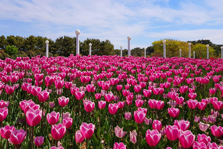 Seoul: Taean Tulip Festival and Strawberry Picking Day Tour Shared Tour, Meet at Dongdaemun