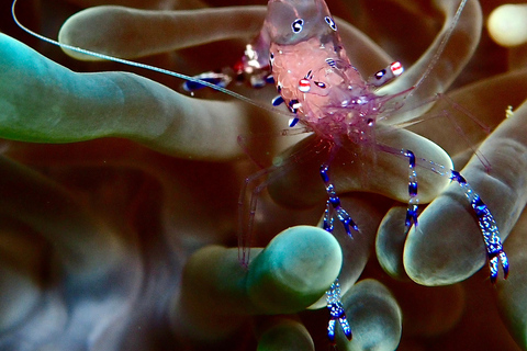 Meno Dive Club: Discover Scuba Diving Experience - Gili Meno