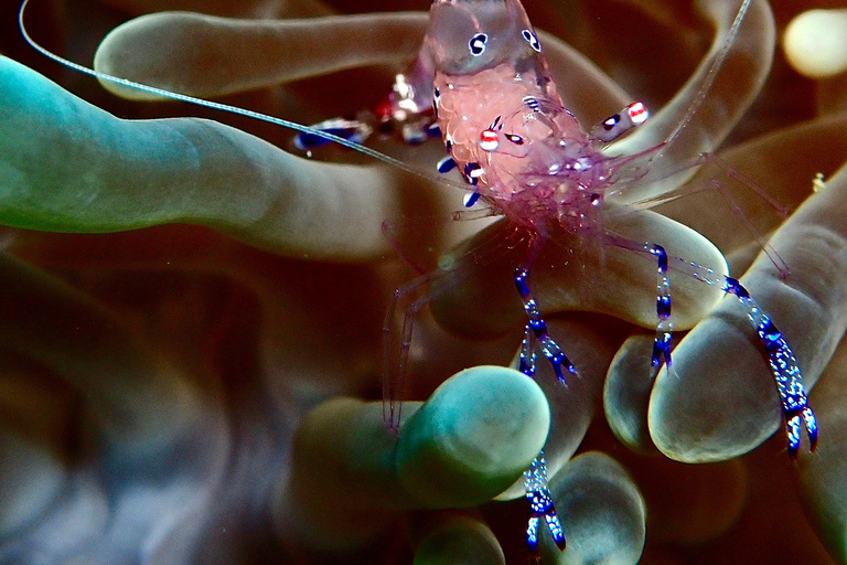 Meno Dive Club: Discover Scuba Diving Experience - Gili Meno