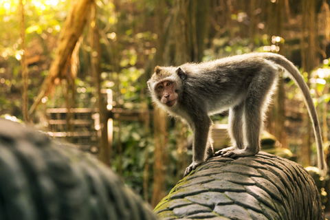 Bali: Ubud (Temple, Spring, Rice Terraces, & Waterfall) Private (Basic Package)