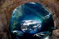 Seattle, Woodland Park Zoo Day Admission Ticket - Housity