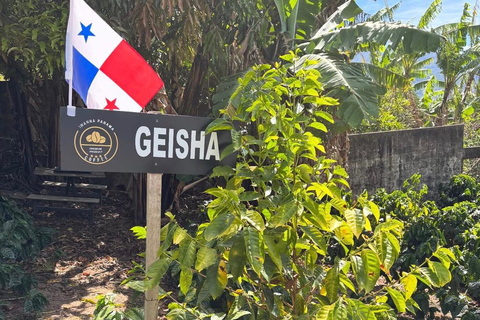 Boquete: Geisha Coffee Plantation Tour with Tasting