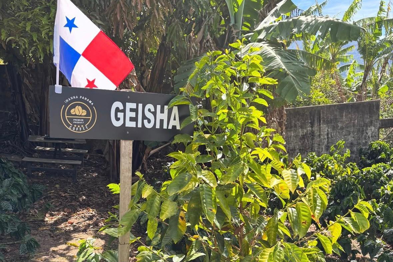 Boquete: Geisha Coffee Plantation Tour with Tasting